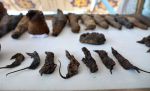 Encuentran decenas de ratones momificados en antigua tumba egipcia
